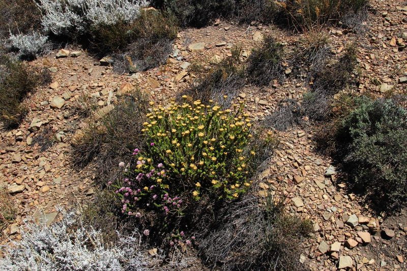 Athanasia cuneifolia, photographed by Tony Rebelo