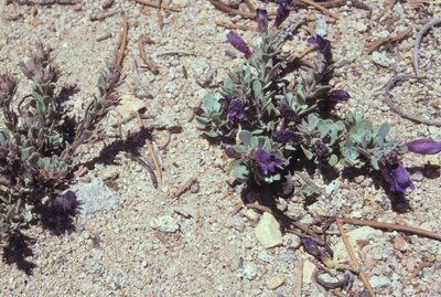 Penstemon thompsoniae, photographed by Jim Morefield