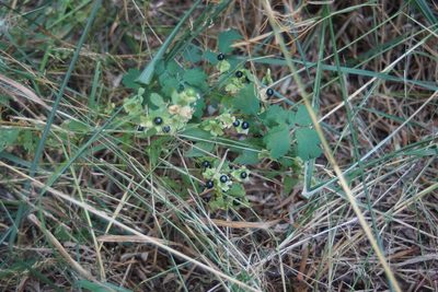 Silene baccifera, photographed by Olena V. Vakarenko