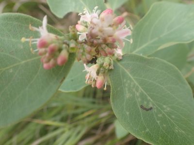 Symphoricarpos occidentalis, photographed by Mary Krieger