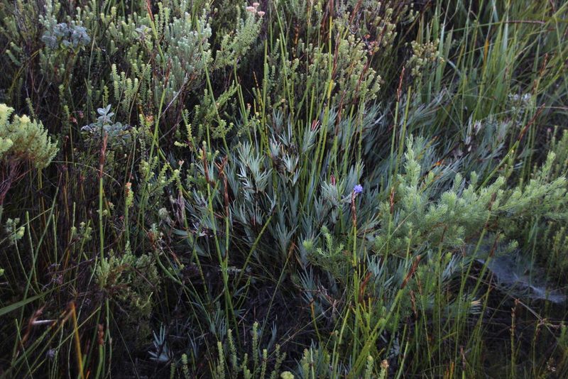 Nivenia fruticosa, photographed by Tony Rebelo