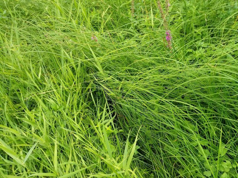 Glyceria fluitans, photographed by Vladimír Fuka