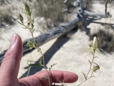 Mentzelia procera, photographed by lejones417