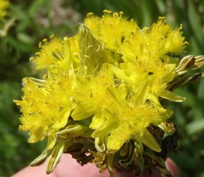 Bulbine narcissifolia, photographed by Nicola van Berkel