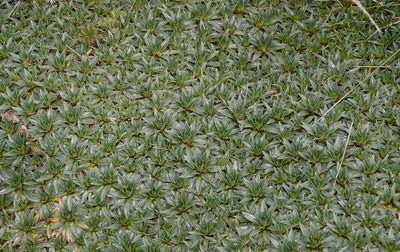 Plantago rigida, photographed by desertnaturalist