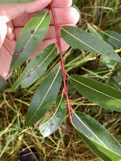 Salix serissima, photographed by Rose Zappa