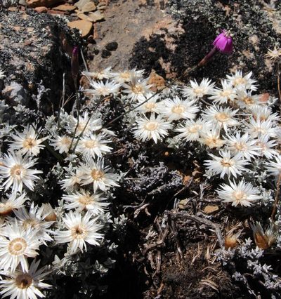 Helichrysum stoloniferum, photographed by Tony Rebelo