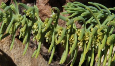 Thesium oresigenum, photographed by Tony Rebelo