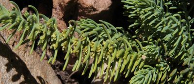 Thesium oresigenum, photographed by Tony Rebelo