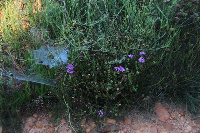 Erepsia pentagona, photographed by Tony Rebelo