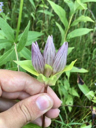 Gentiana rubricaulis, photographed by Rose Zappa