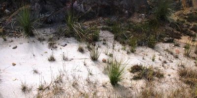 Juncus exsertus, photographed by Tony Rebelo