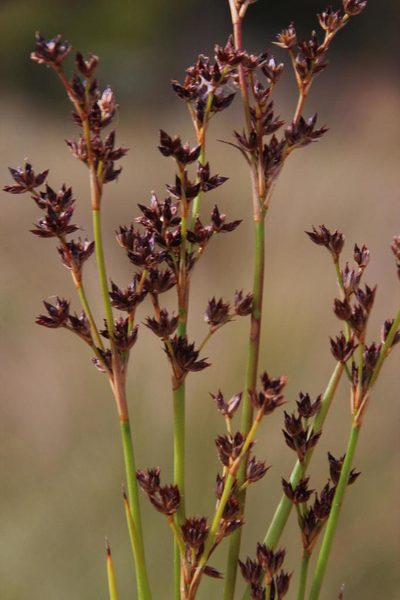 Juncus exsertus, photographed by Tony Rebelo