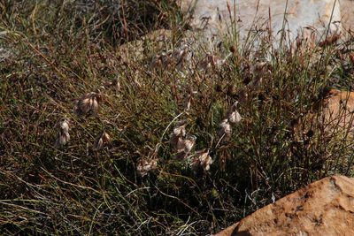 Thamnochortus acuminatus, photographed by Tony Rebelo