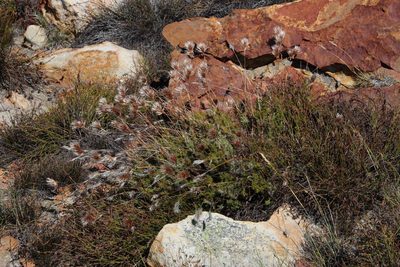 Thamnochortus acuminatus, photographed by Tony Rebelo