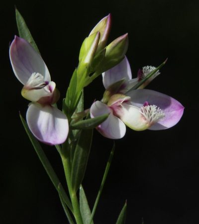 Polygala langebergensis, photographed by Tony Rebelo