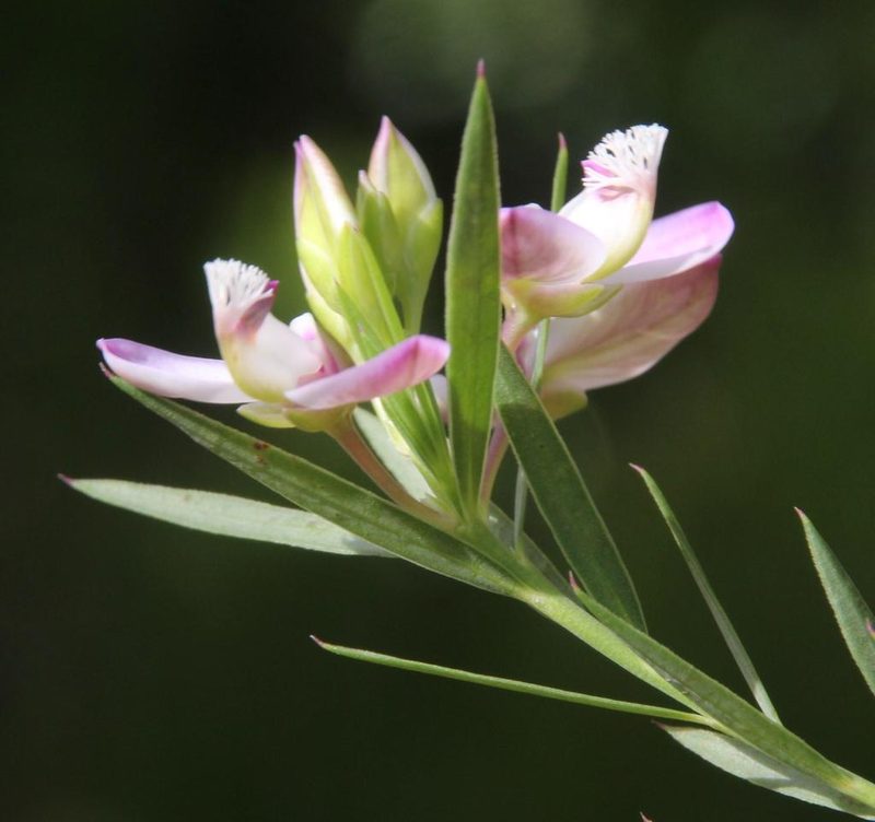 Polygala langebergensis, photographed by Tony Rebelo