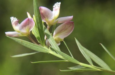Polygala langebergensis, photographed by Tony Rebelo