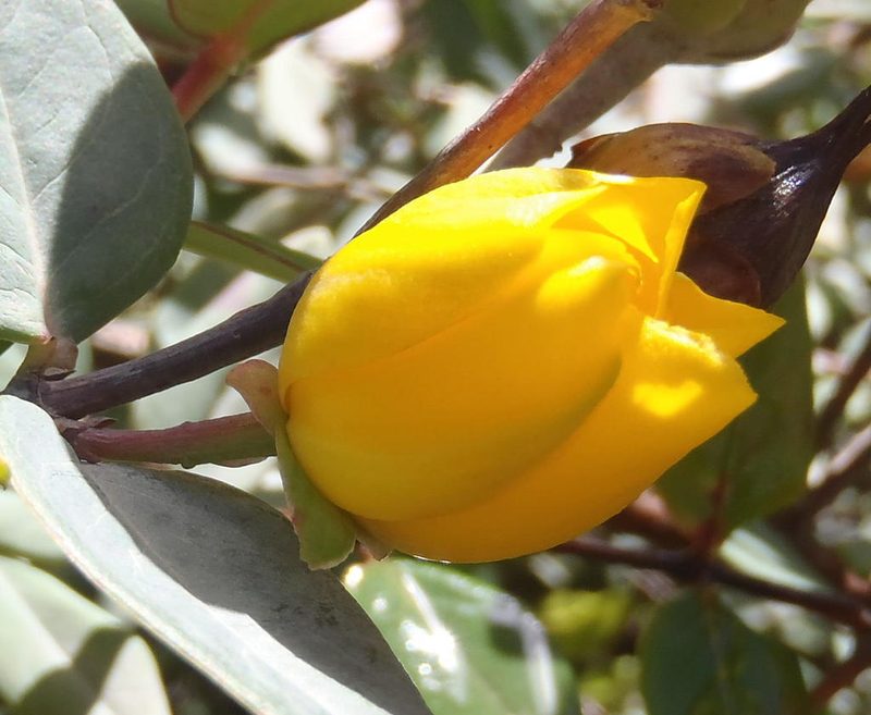 Hypericum roeperianum, photographed by Nicola van Berkel