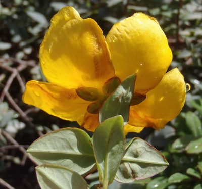Hypericum roeperianum, photographed by Nicola van Berkel