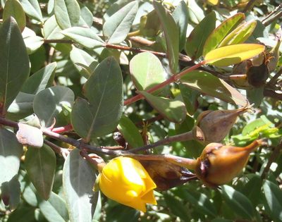 Hypericum roeperianum, photographed by Nicola van Berkel