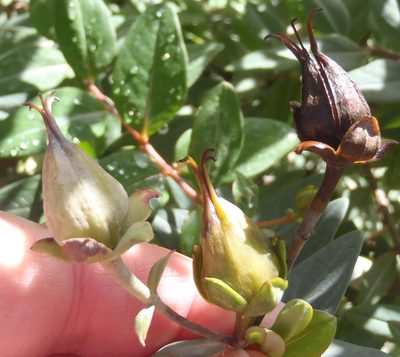 Hypericum roeperianum, photographed by Nicola van Berkel