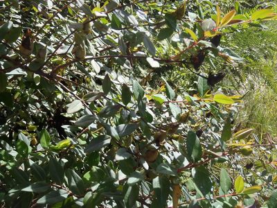Hypericum roeperianum, photographed by Nicola van Berkel