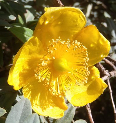 Hypericum roeperianum, photographed by Nicola van Berkel