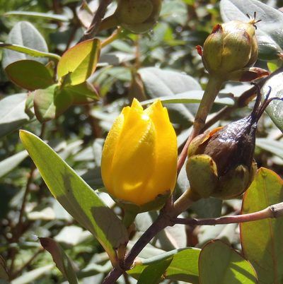 Hypericum roeperianum, photographed by Nicola van Berkel