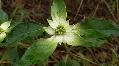 Euphorbia schiedeana, photographed by Alan Rockefeller