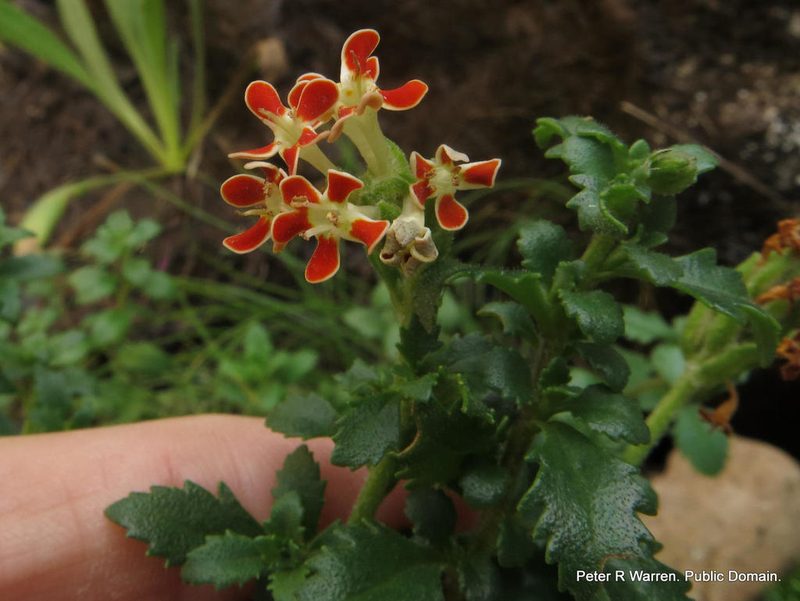 Glumicalyx flanaganii, photographed by Peter Warren
