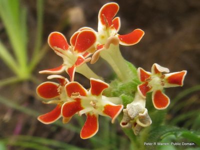 Glumicalyx flanaganii, photographed by Peter Warren