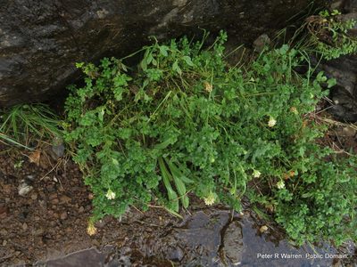 Glumicalyx flanaganii, photographed by Peter Warren