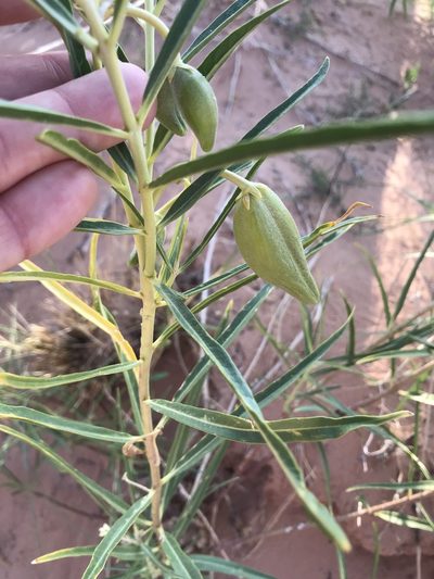 Asclepias labriformis, photographed by Stephanie Taylor