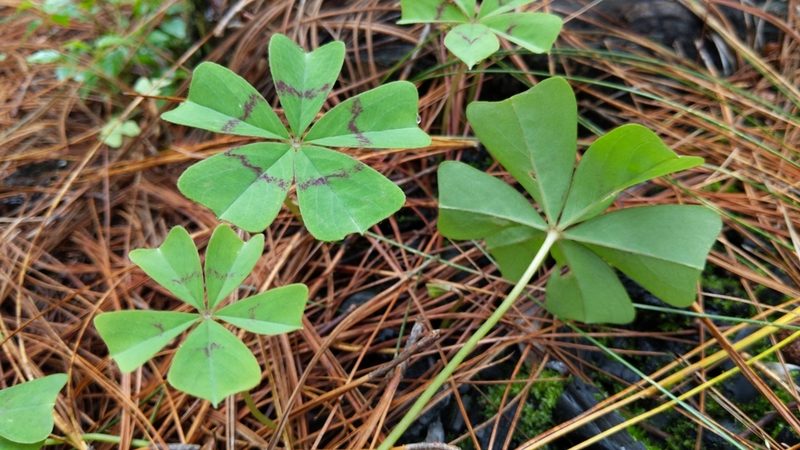 Oxalis nelsonii, photographed by Alan Rockefeller