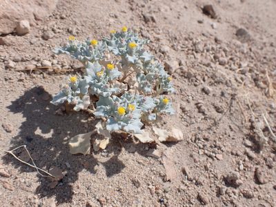 Psathyrotes annua