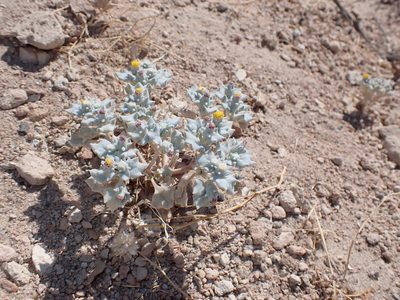 Psathyrotes annua, photographed by John Brew
