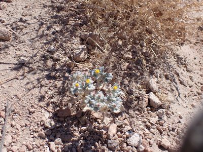 Psathyrotes annua, photographed by John Brew