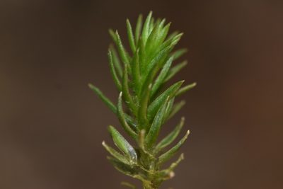 Pogonatum contortum, photographed by Braden J. Judson
