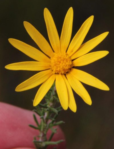 Ursinia hispida, photographed by Tony Rebelo