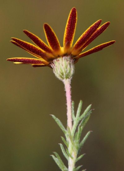 Ursinia hispida, photographed by Tony Rebelo