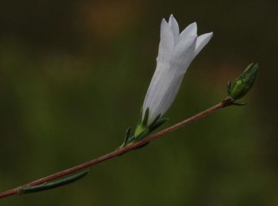 Wahlenbergia fruticosa, photographed by Tony Rebelo