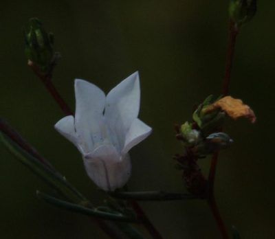 Wahlenbergia fruticosa, photographed by Tony Rebelo