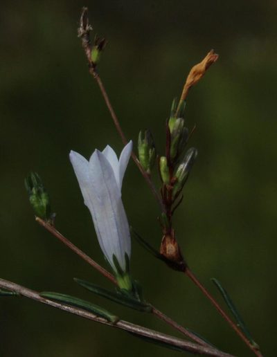 Wahlenbergia fruticosa, photographed by Tony Rebelo