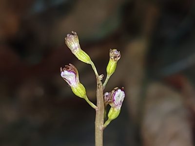 Corallorhiza odontorhiza, photographed by Elias