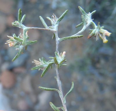 Helichrysum asperum, photographed by Nicola van Berkel