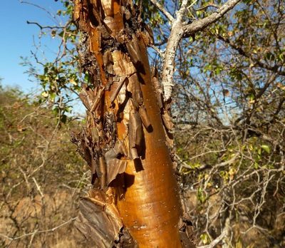 Vachellia exuvialis, photographed by M Kriek
