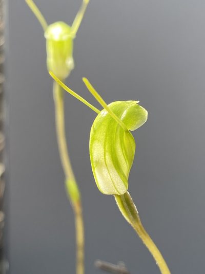 Pterostylis setulosa, photographed by John Van Den Nouwelant