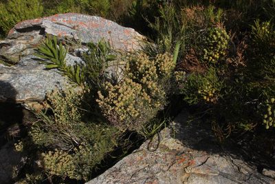 Stoebe microphylla, photographed by Tony Rebelo