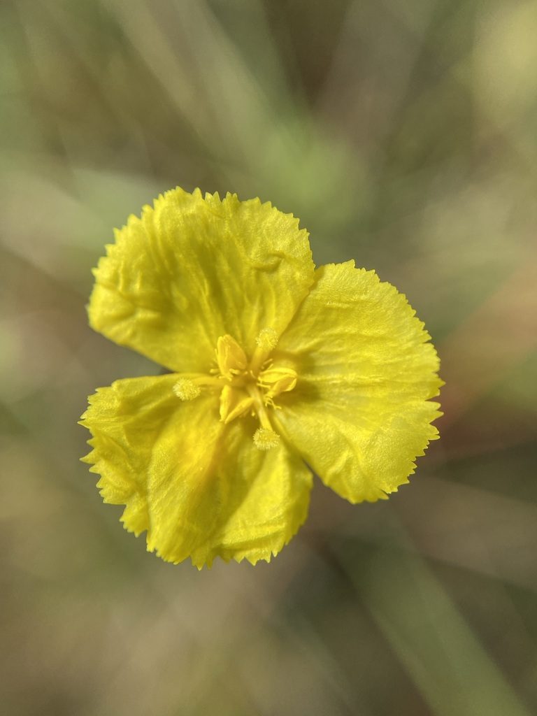 Xyris scabrifolia, photographed by Matt Berger